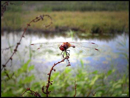 Dragonfly nature photo